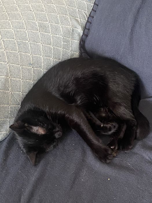 Doação de 2 gatas