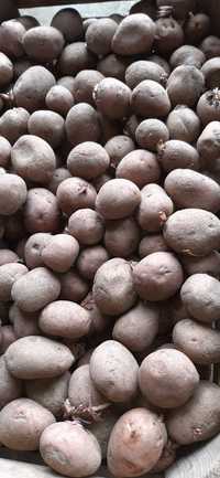 Ziemniaki RIKARDA 35-50 do sadzenia