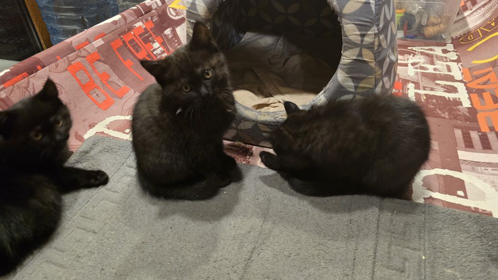 Котята в добрі руки