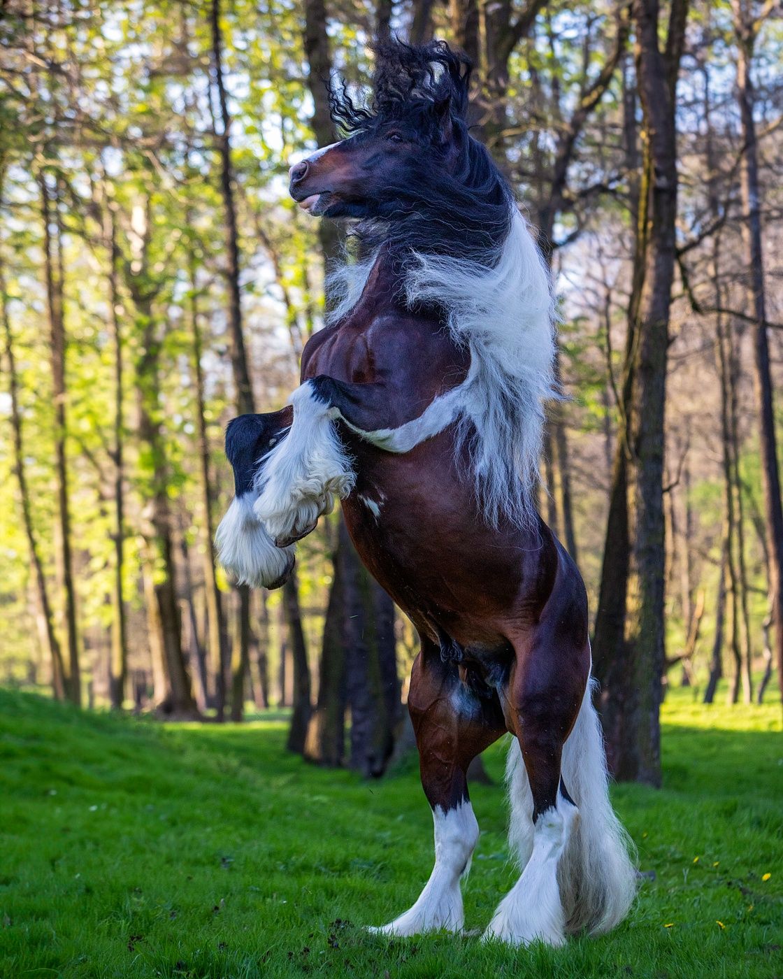 Ogier irish Cob Tinker