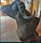 Troféu de caça cabeça búfalo