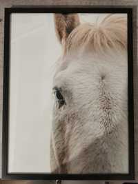 Zdjęcie koń Paula Jagodzińska 30 x 40 cm