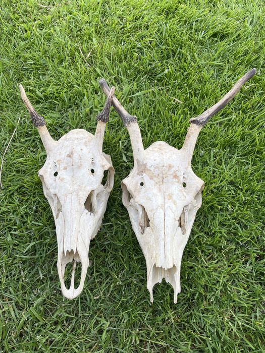 Poroże jelenia rogi
