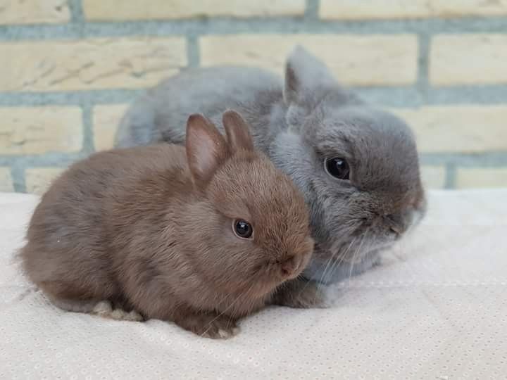 Карликовые мини кролики міні lion lop кролик баранчик вислоухий вислоу