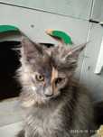 Kotka  Maine coon