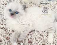 Ragdoll FPL kotka badania genetyczne