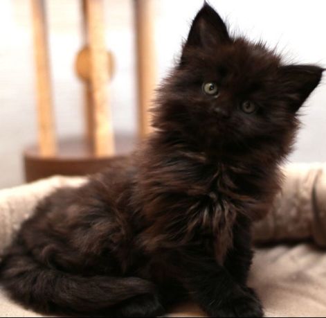 Piękna kotka Maine coon ciemny brąz , czerń kociczka