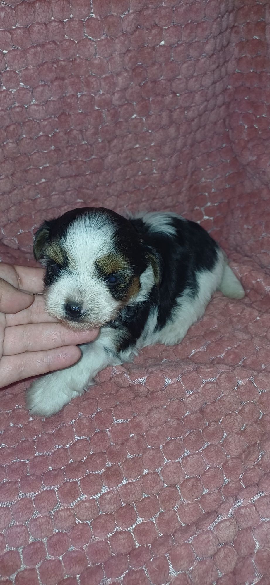Biewer macho miniatura