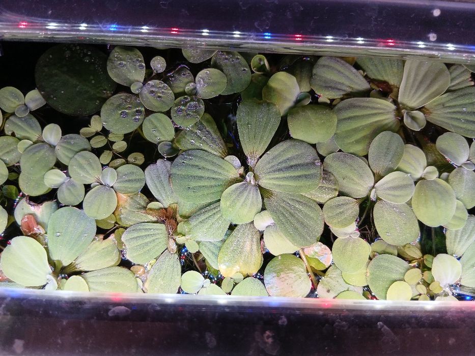 Rośliny pływające do akwarium.