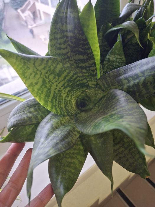 Сагсевєра ханні.