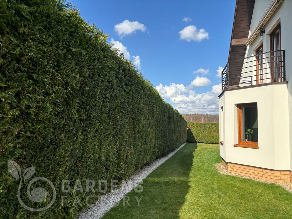 Usługi Ogrodnicze! Zakładnie Trawników ,trawnik siany ,trawnik z rolki