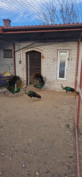 Sprzedam pawie zielone imperatory