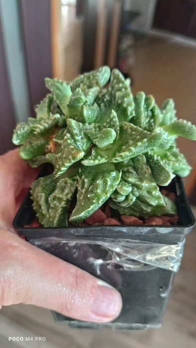 Фаукария суккулент кактус