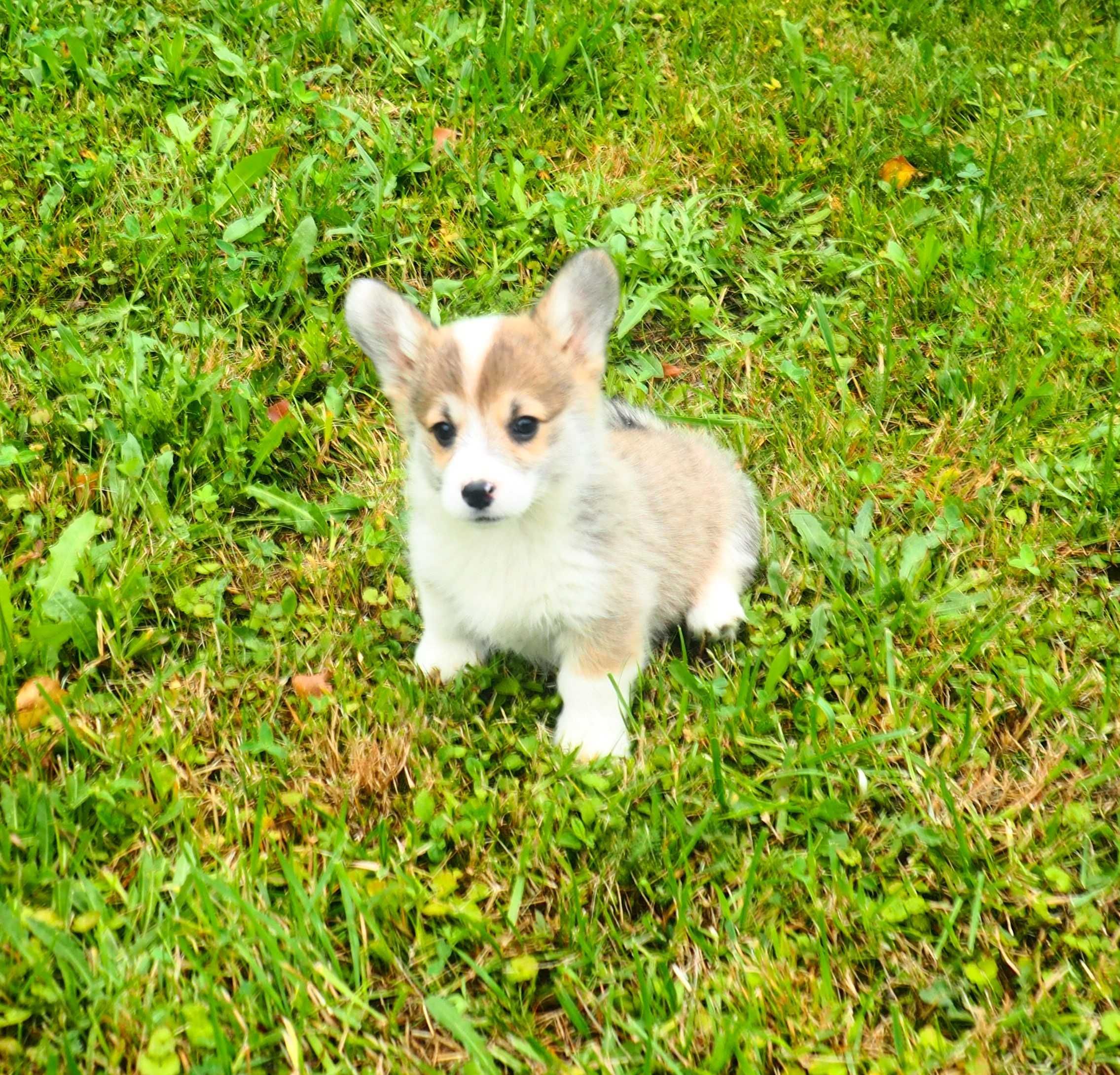 Welsh Corgi Pembroke suczka rudo- biała długi ogonek CYTRYNKA
