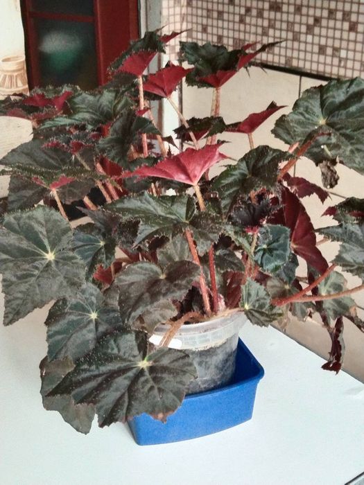 Дорослі   бегоніі