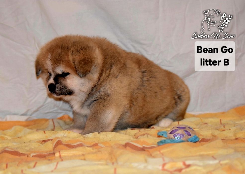 Akita Japonska czerwona suczka i samczyk