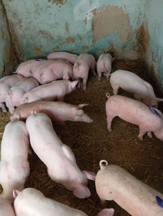 Продам поросята м'ясних та сальних