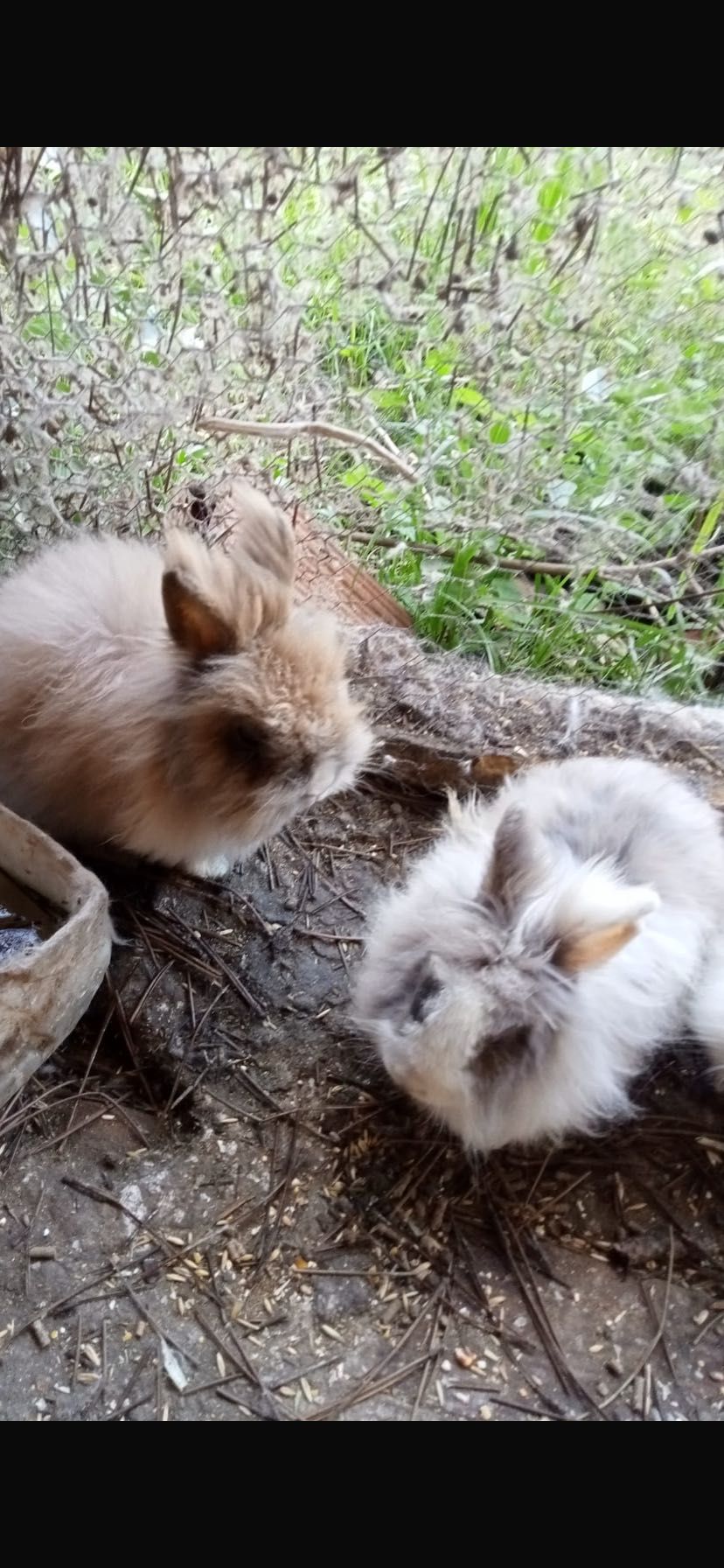 Coelhos anões de estimação