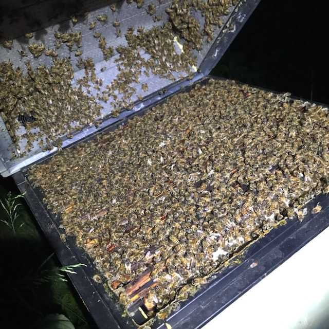 Rodziny pszczele i odkłady