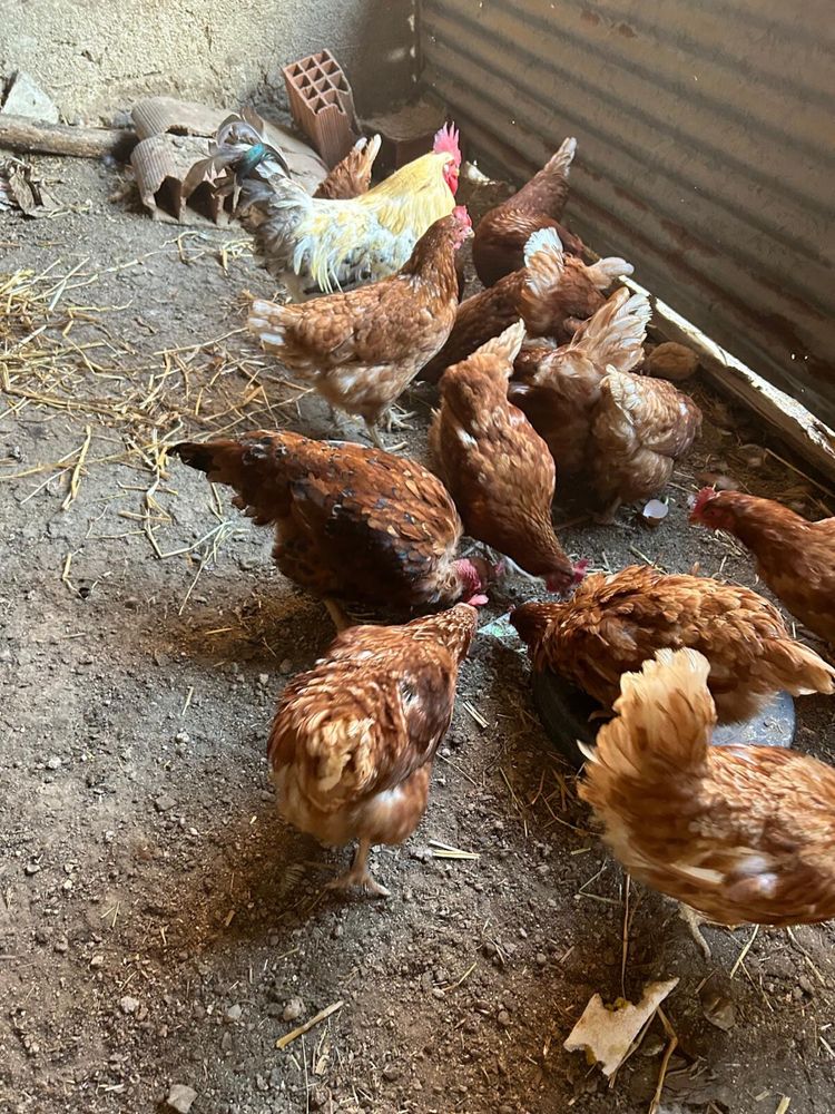 Patos galinhas e codorniz