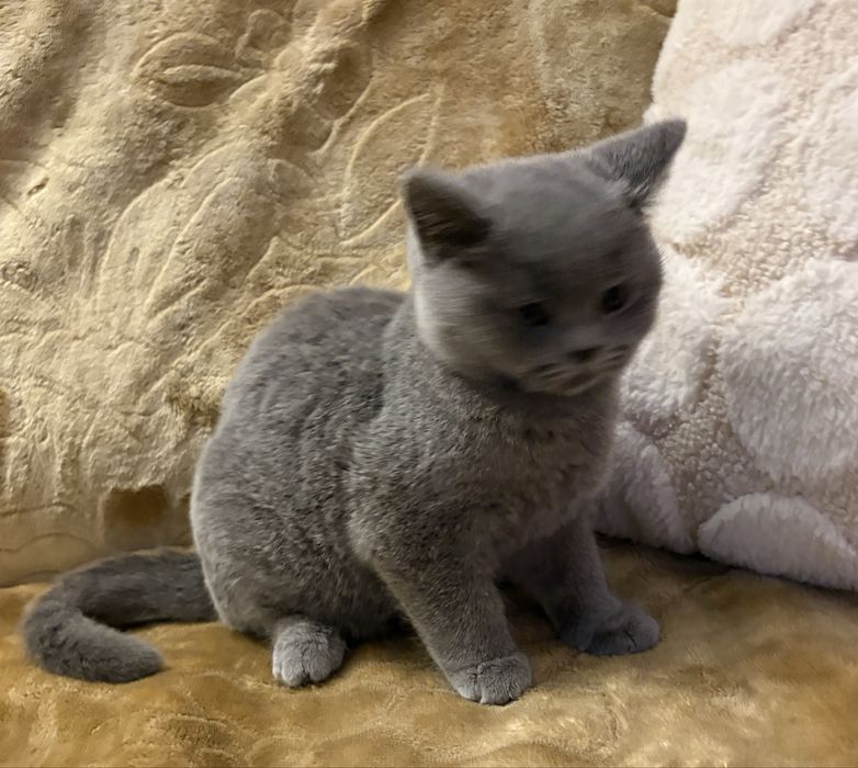 Kotek niebieski chlopak