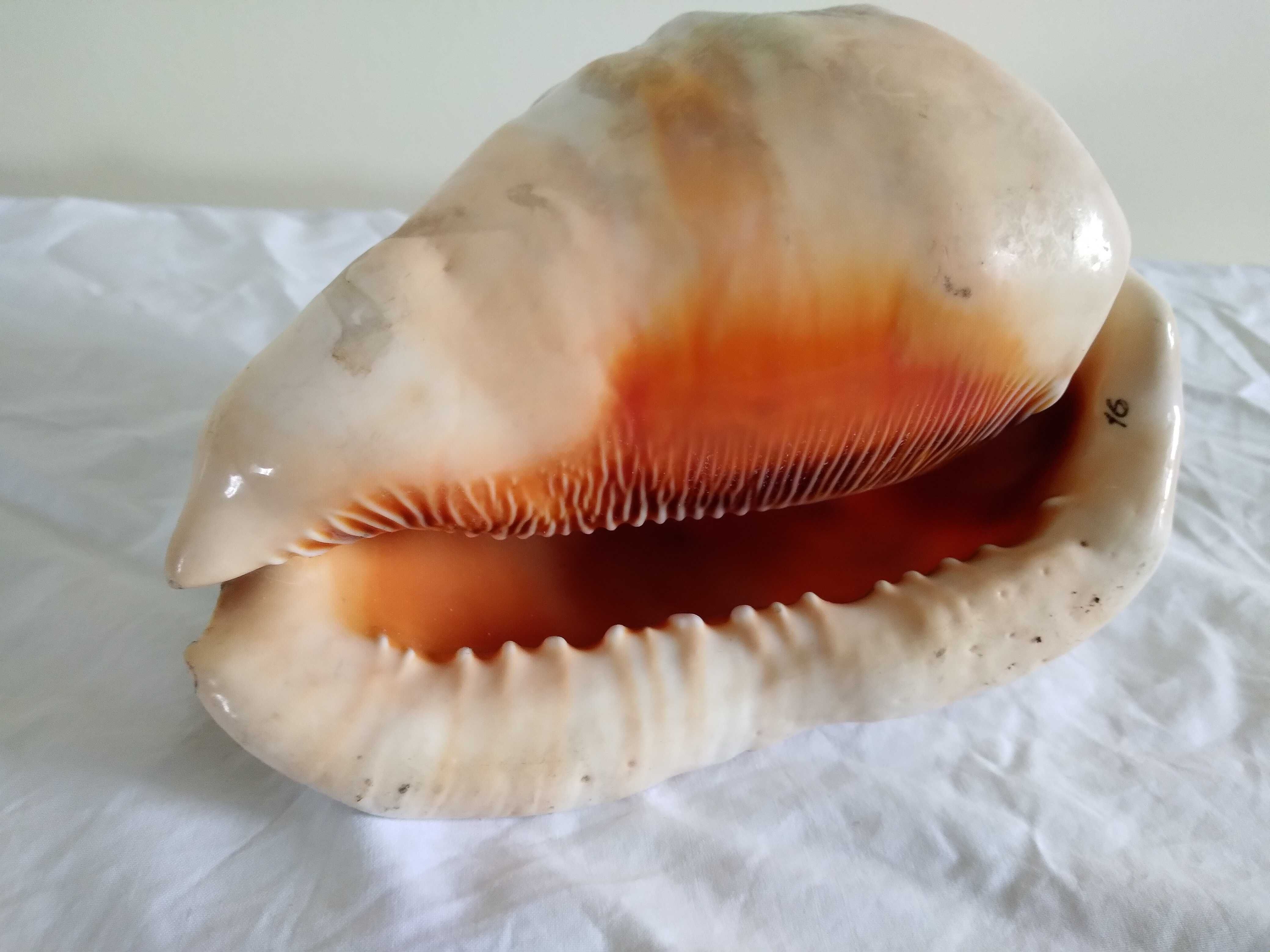 Cypraecassis Rufa  - 15,5 cm X 12 cm - 6 polegadas
