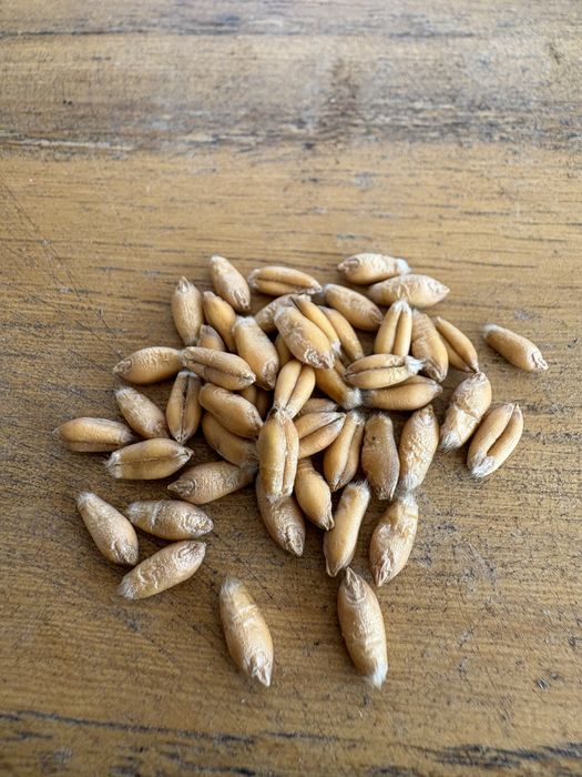 Pszenżyto Tadeus po centrali