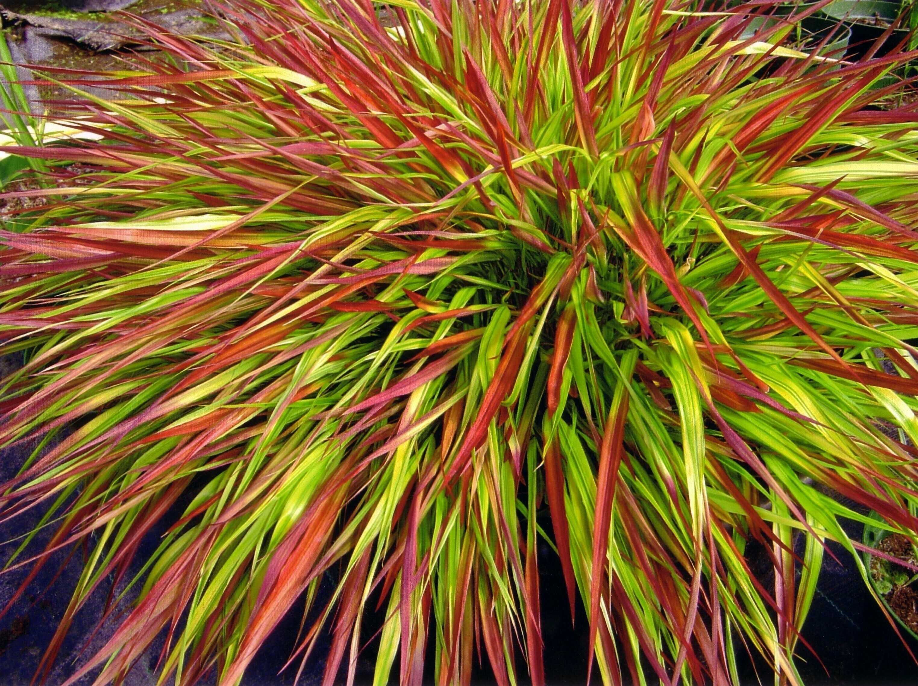 Hakonechloa różne odmiany