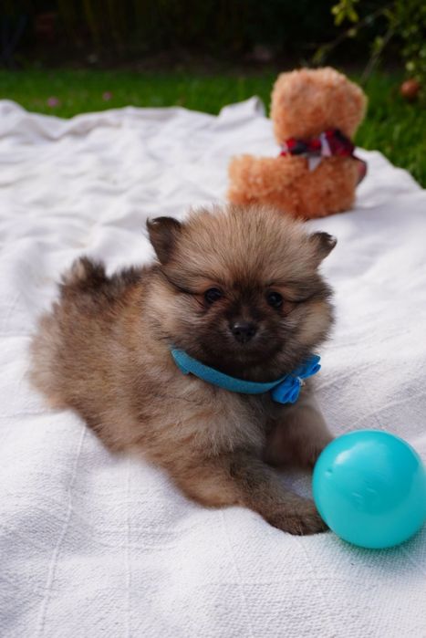 Spitz alemão ursinho