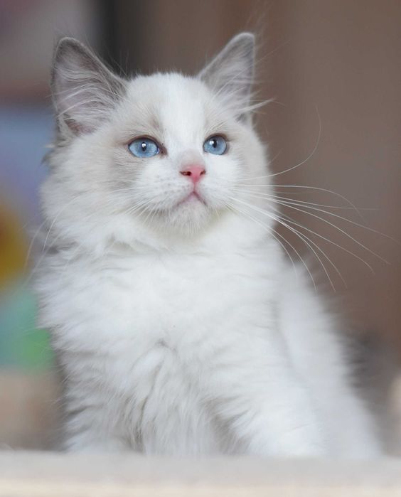 chłopczyk Ragdoll gotowy do zmiany domku
