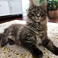 Maine Coon kocur z Rodowodem