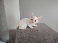 Piękna kotka Devon Rex "Balbinka"