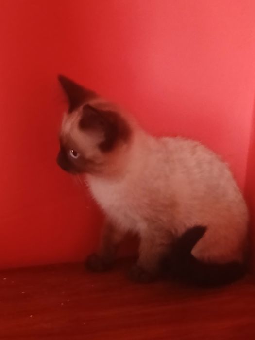 Kociak Syjamski starego typu