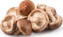 Cogumelos shitake