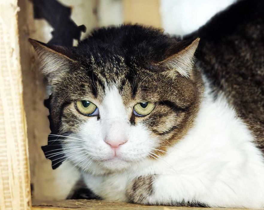 Менні, 2 роки — кругломордий ніжний кіт шукає дім (кастрований)