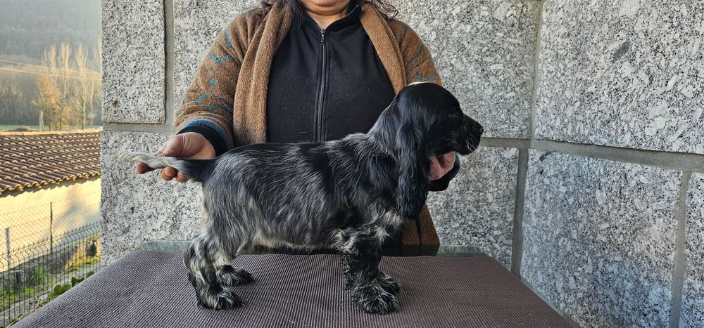 Cocker Spaniel Femea