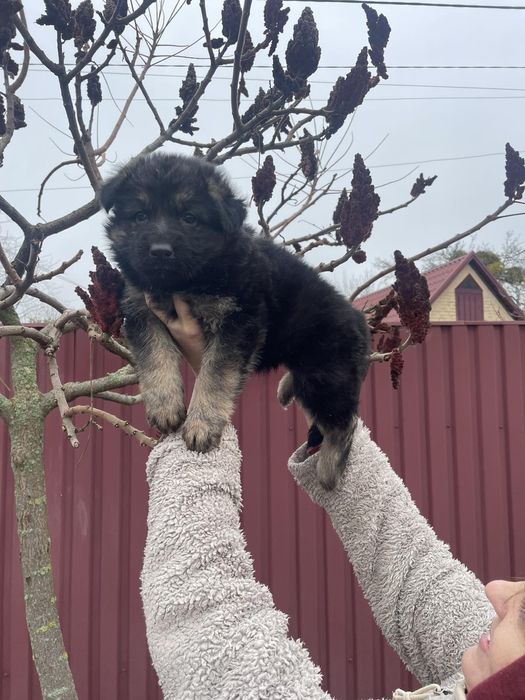 Німецька вівчарка! Продам