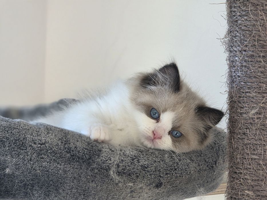 Kotek RAGDOLL kocurek blue  Bicolour