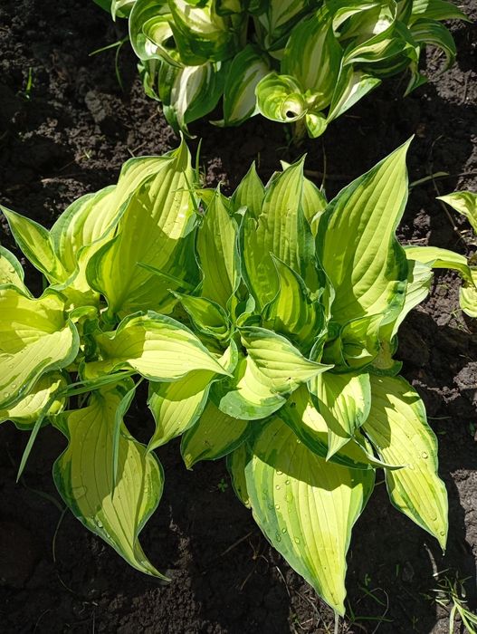 продам хости багаторічні