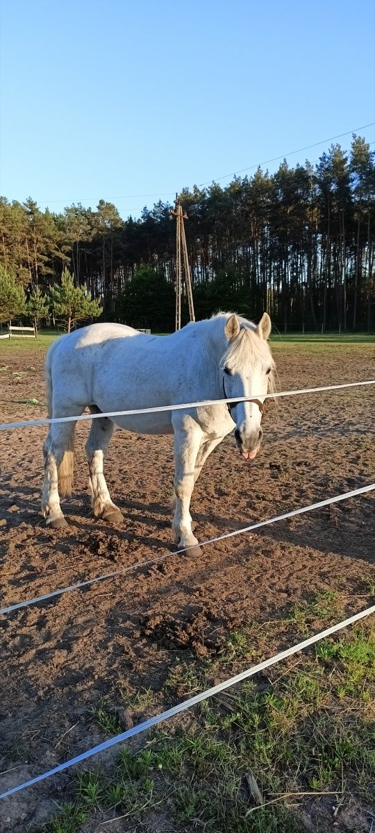 Przekochany wałach 150cm, 15 lat, siodło, bryczka, R+