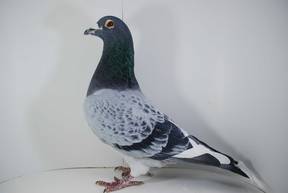 Gołębie pocztowe- lotowane samczyki
