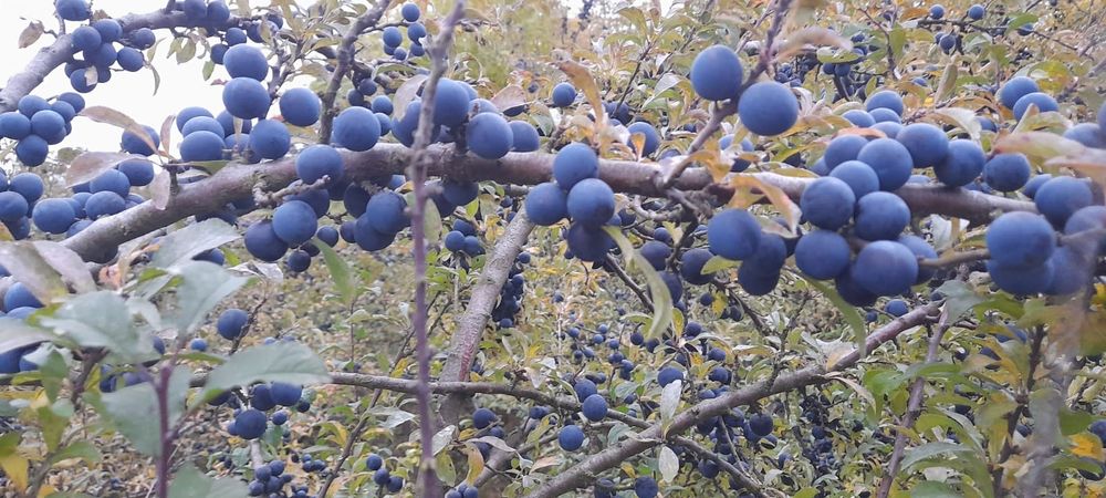 5kg dzikiej róży 
5kg głogu 
5kg tarniny