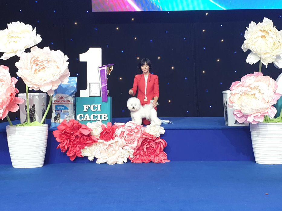 Бишон Фризе. ВЯЗКА.(чемпион 7 стран.шоу класс)