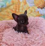 Chihuahua malutki piesek xxs o umaszczeniu czekoladowym