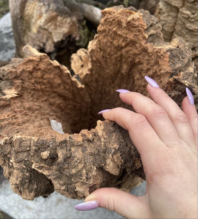 Кора пробкового дерева. Декор для террариума. Рептилий, амфибий