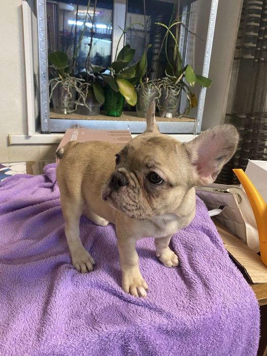 Дівчинка французький бульдог