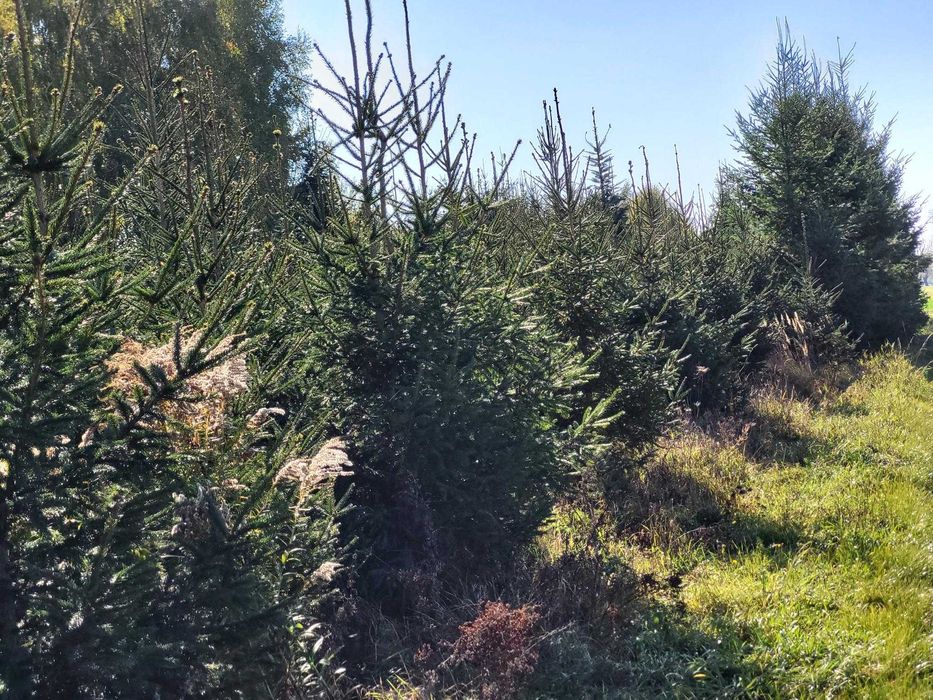 Gałęzie  Jodły Kaukazkiej , Świerka , Daglezji  na stroiki