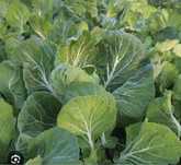Couve penca planta