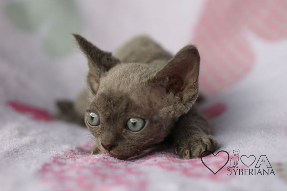 Niebieski kocurek devon rex