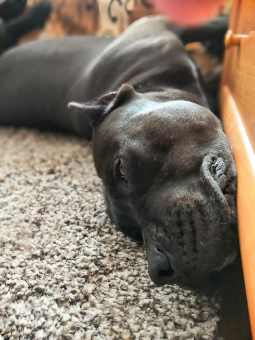 Пітбуль в'язка. АПБТ. Американський пітбультерєр